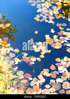 Birkenblätter auf dem Teich Stockfoto
