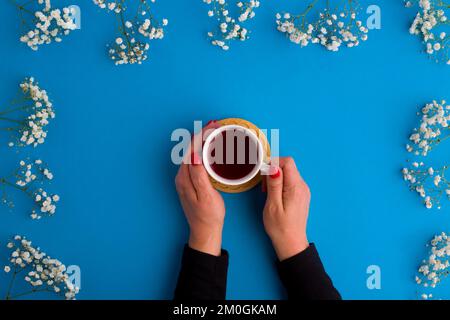 Tasse Kräutertee in weiblichen Händen mit weißen Blumen auf blauem Hintergrund, Draufsicht flach liegend Stockfoto
