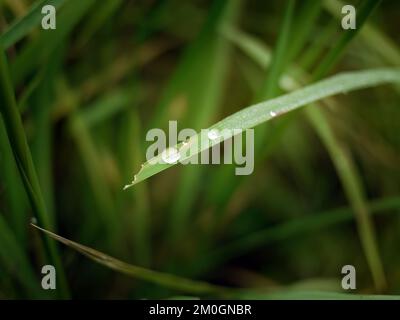 Nahaufnahme von Wassertropfen auf grünem Gras, selektiver Fokus, verschwommener Hintergrund, grüne Blätter, Natur-Hintergrundbild Stockfoto