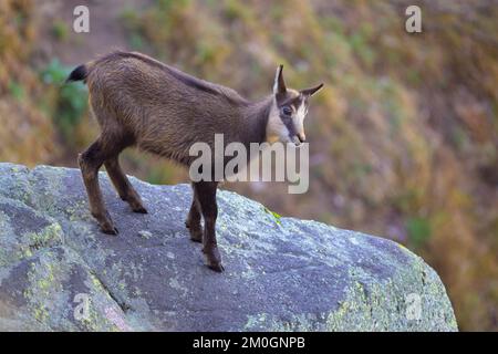 Chamois (Rupicapra rupicapra), auf einem mit Flechten überzogenen Felsen stehendes Fawn, Vogesen, Frankreich, Europa Stockfoto