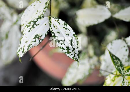 Dracaena surculosa Lindl, Gold Dracaena oder Spotted Dracaena Stockfoto