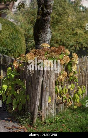 Verwelkte Hortensien auf einem Gartenzaun, Bayern, Deutschland, Europa Stockfoto