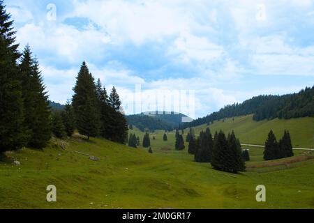 Grüne Wiese mit Tannen und Kiefern in den Apuseni-Bergen, Padis, Bihor County, Rumänien Stockfoto
