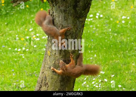 Eichhörnchen, zwei Tiere, die auf einem Baumstamm übereinander hängen und sich anschauen Stockfoto