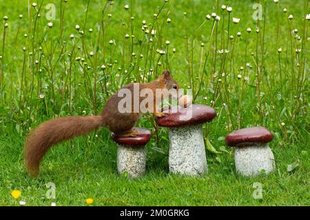 Das Eichhörnchen sitzt auf Granitpilzen mit Nuss in grünem Gras und weißen Blumen, auf der rechten Seite zu sehen Stockfoto