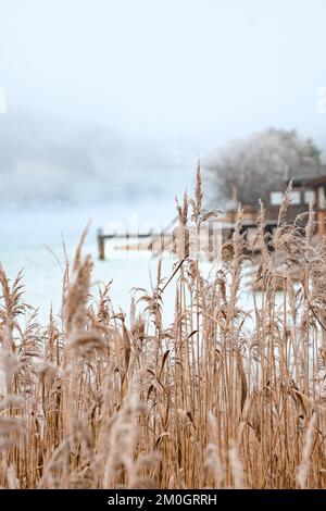 Schilf auf dem See mit Nebel und Steg im Winter, Achensee, Tirol, Österreich, Europa Stockfoto