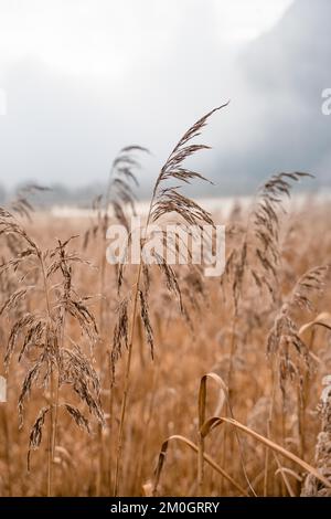 Schilf auf dem See mit Nebel und Steg im Winter, Achensee, Tirol, Österreich, Europa Stockfoto