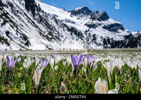 Wiese voller weißer und lila Krokusse, Meer von Blüten, schneebedeckte Berge, Berglandschaft im Frühling, Oberbergtal, Oberissalm, Stubai-Alpen, Stockfoto