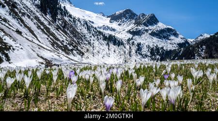 Wiese voller weißer und lila Krokusse, Meer von Blüten, schneebedeckte Berge, Berglandschaft im Frühling, Oberbergtal, Oberissalm, Stubai-Alpen, Stockfoto