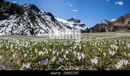 Wiese voller weißer und lila Krokusse, Meer von Blüten, schneebedeckte Berge, Berglandschaft im Frühling, Oberbergtal, Oberissalm, Stubai-Alpen, Stockfoto
