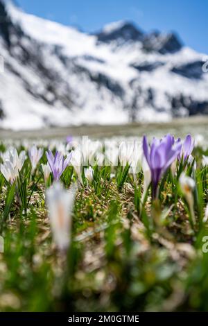 Wiese voller weißer und lila Krokusse, Meer von Blüten, schneebedeckte Berge, Berglandschaft im Frühling, Oberbergtal, Oberissalm, Stubai-Alpen, Stockfoto