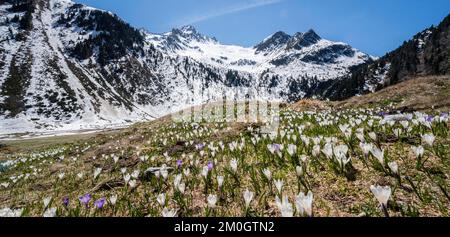 Wiese voller weißer und lila Krokusse, Meer von Blüten, schneebedeckte Berge, Berglandschaft im Frühling, Oberbergtal, Oberissalm, Stubai-Alpen, Stockfoto