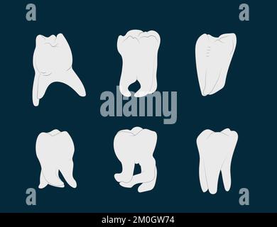 Zur Vielfalt der Wurzelformen der Molaren. Stock Vektor
