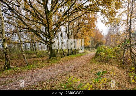 Fußweg durch Wälder mit überwiegend Eichen- und Birkenbäumen im Spätherbst Stockfoto