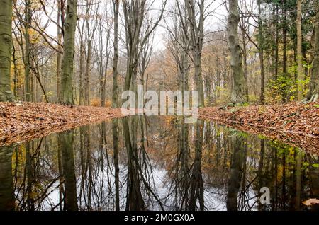 Hohe Buchenbäume, die sich an einem bewölkten Tag im Spätherbst in einem Wald bei Oostvoorne, Niederlande, spiegeln Stockfoto