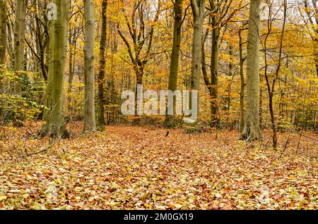 Wald im Spätherbst mit überwiegend Buchenbäumen, die noch einen Teil ihres Laubs haben, während viele Blätter auf dem Boden liegen Stockfoto