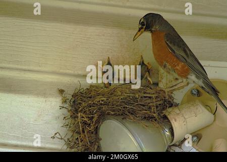 Ein Robin-Vogel mit seinen Babys im Nest Stockfoto