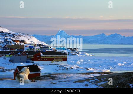 Schlittenhund vor verschiedenfarbigen Häusern und Eisbergen in Winterlandschaft, Abendlicht, Ilulissat, Disko Bay, Grönland, Dänemark, Nord-Amer Stockfoto