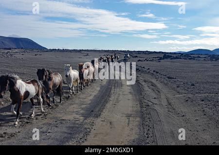 Pferde, die in einer Reihe auf einem Feldweg durch eine vegetationslose Wüste trotten, isländische Pferde, Hochland, Hedrubreidalindir, Island, Europa Stockfoto