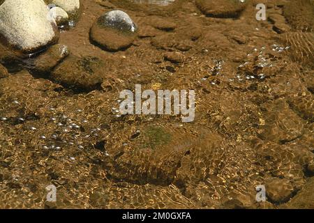 Wasserkäfer an einem Fluss in Virginia, USA Stockfoto