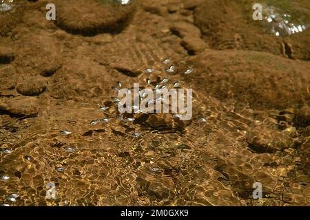 Wasserkäfer an einem Fluss in Virginia, USA Stockfoto