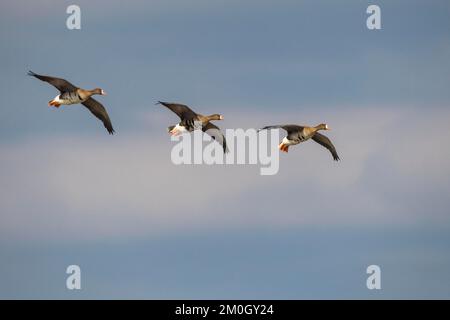 Großmaul-Gans (Anser albifrons), Weißmaul-Gans, im Flug, Dümmer-See, Hüde, Niedersachsen, Deutschland, Europa Stockfoto