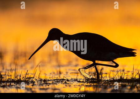 Schwarzschwanzgöttin (Limosa limosa) auf einer nassen Wiese, Sonnenuntergang, Silhouette, Dümmersee, Lembruch, Niedersachsen, Deutschland, Europa Stockfoto