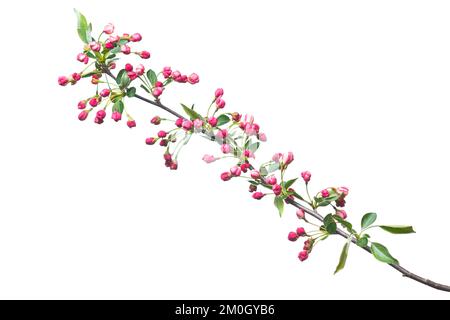 Zwergkirschapfel (Malus Tina), ausgenommen, Höltinghausen, Niedersachsen, Deutschland, Europa Stockfoto