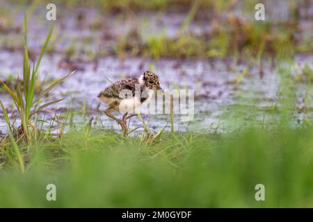 Junger nördlicher Lapfling (Vanellus vanellus), Küken, auf einer nassen Wiese, Dümmer, See, Ochsenmoor, Lembruch, Niedersachsen, Deutschland, Europa Stockfoto