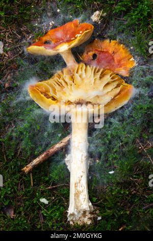 Rotfliege Agaric (Amanita muscaria) (Amanitaceae), Mycelium, Göggingen, Baden-Württemberg, Deutschland, Europa Stockfoto