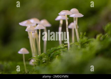 Stretchy helminth (Mycena epipterygia), Göggingen, Baden-Württemberg, Deutschland, Europa Stockfoto