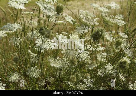 Queen Anne's Lace (wilde Karotte) in Virginia, USA Stockfoto