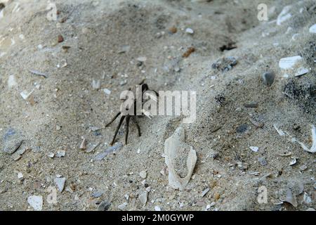 Die Frau einer Sandfiddler-Krabbe (Uca-Pugilator) in der Chesapeake Bay, VA, USA Stockfoto