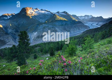 Fusshörner, Wannenhörner und Aletschgletscher, Schweiz, Europa Stockfoto