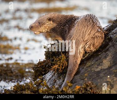 Europäischer Otter, der auf einem Felsen sitzt, Isle of Mull Stockfoto