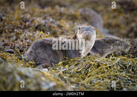 Junge europäische Otter, die auf Seetang auf Loch Spelve, Mull sitzen Stockfoto