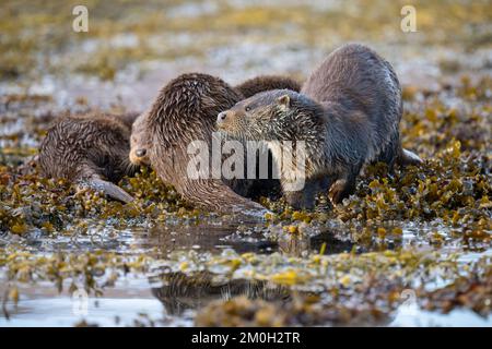 Eine Mutter und zwei Jugendliche europäische Otter auf Seetang, Insel Mull Stockfoto