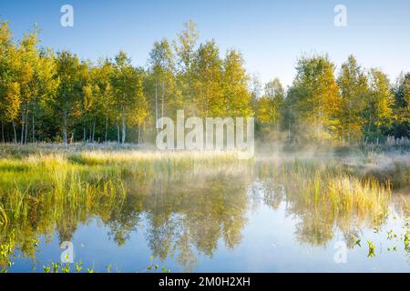 Die ersten Sonnenstrahlen baden den den Birkenwald und die Gräser in einem warmen Licht, Wolken von Nebel treiben über die Wasseroberfläche und reflektieren die Vegetation Stockfoto