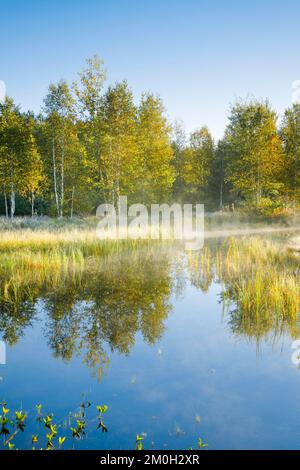 Die ersten Sonnenstrahlen baden den den Birkenwald und die Gräser in einem warmen Licht, Wolken von Nebel treiben über die Wasseroberfläche und reflektieren die Vegetation Stockfoto