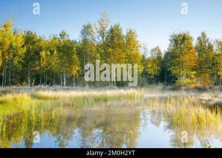 Die ersten Sonnenstrahlen baden den den Birkenwald und die Gräser in einem warmen Licht, Wolken von Nebel treiben über die Wasseroberfläche und reflektieren die Vegetation Stockfoto