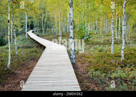 Waldweg im Birkenwald bei Les Ponts-de-Martel im Kanton Neuchâtel, Schweiz, Europa Stockfoto