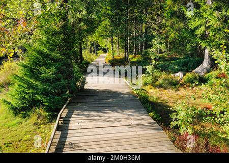 Holzweg im Wald entlang des Sumpfsees Etang de la Gruère im Kanton Jura, Schweiz, Europa Stockfoto