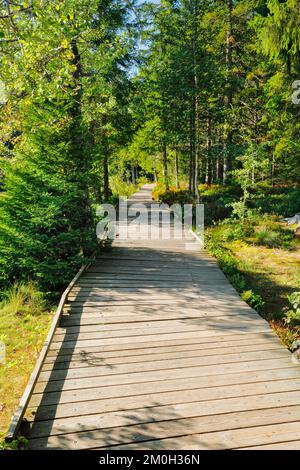 Holzweg im Wald entlang des Sumpfsees Etang de la Gruère im Kanton Jura, Schweiz, Europa Stockfoto