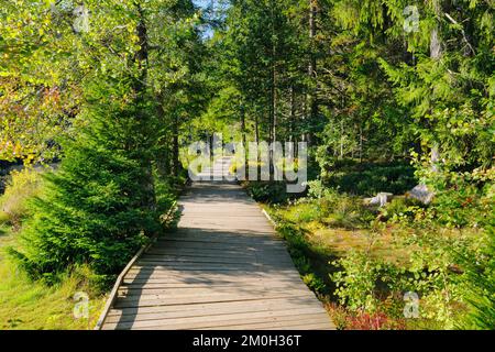 Holzweg im Wald entlang des Sumpfsees Etang de la Gruère im Kanton Jura, Schweiz, Europa Stockfoto