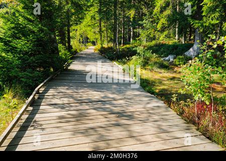 Holzweg im Wald entlang des Sumpfsees Etang de la Gruère im Kanton Jura, Schweiz, Europa Stockfoto