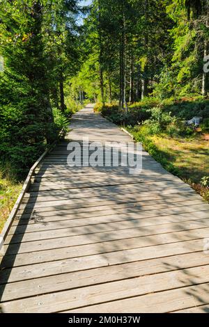 Holzweg im Wald entlang des Sumpfsees Etang de la Gruère im Kanton Jura, Schweiz, Europa Stockfoto