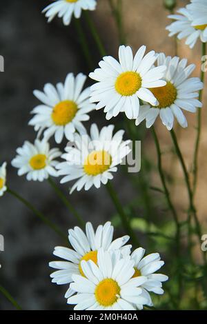 Gänseblümchen im Garten Stockfoto