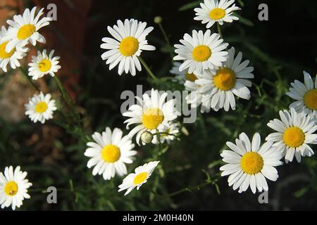 Gänseblümchen im Garten Stockfoto