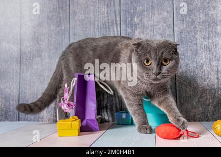 Das junge englische Kätzchen läuft auf einem Holztisch zwischen Paketen und einer Schachtel mit Geschenken. Schaut in die Kamera. Stockfoto