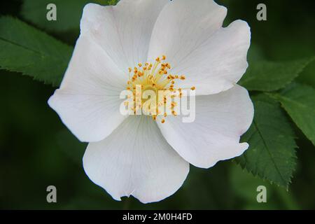 Nahaufnahme einer weißen Hundrose (Rosa canina) Stockfoto